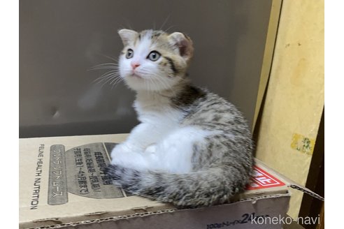 成約済の千葉県のスコティッシュフォールド-93619の3枚目